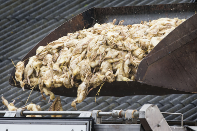 Avian influenza vaccination not a long term solution