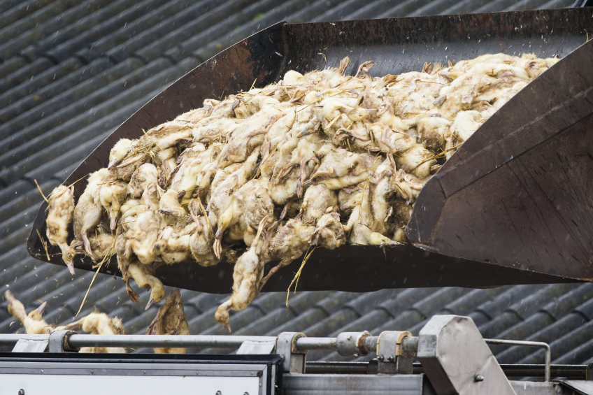 Avian influenza vaccination not a long term solution