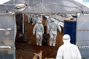 South Korea bird flu cull extends to 6% of flock
