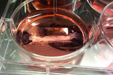 Test-tube chicken to be ‘cultured’ in Israeli lab