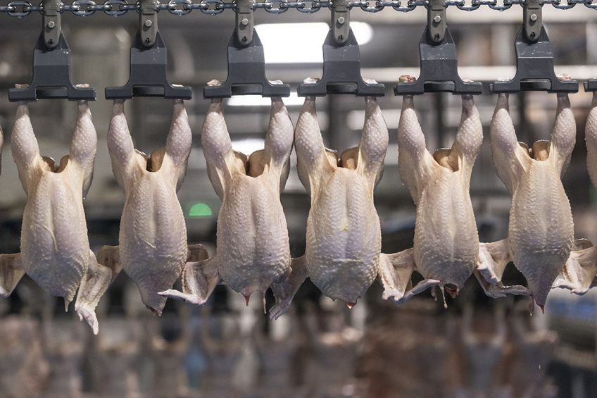 Poultry business represents 30% of LAR s turnover. The cooperative s own investments will be used for 9 breeding centres and new incubators, with an investment of ¬ 18,45 million. Photo: Koos Groenewold