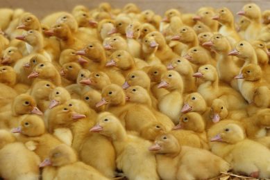 Duck meat is a premium product in the countries of the Arab Peninsula as well as in Asia, and specifically in China. Photo: Hans Prinsen