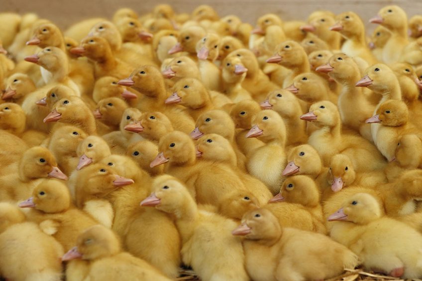 Duck meat is a premium product in the countries of the Arab Peninsula as well as in Asia, and specifically in China. Photo: Hans Prinsen