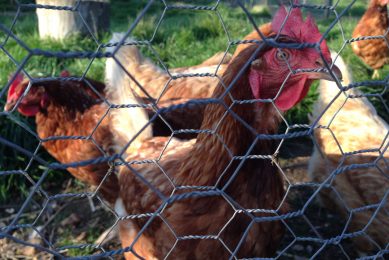 Bird flu strikes two more backyard flocks. Photo: Anna Shanks/REX/Shutterstock