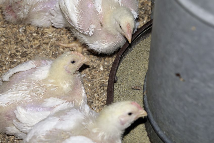 Linking nutrient requirements with animal health