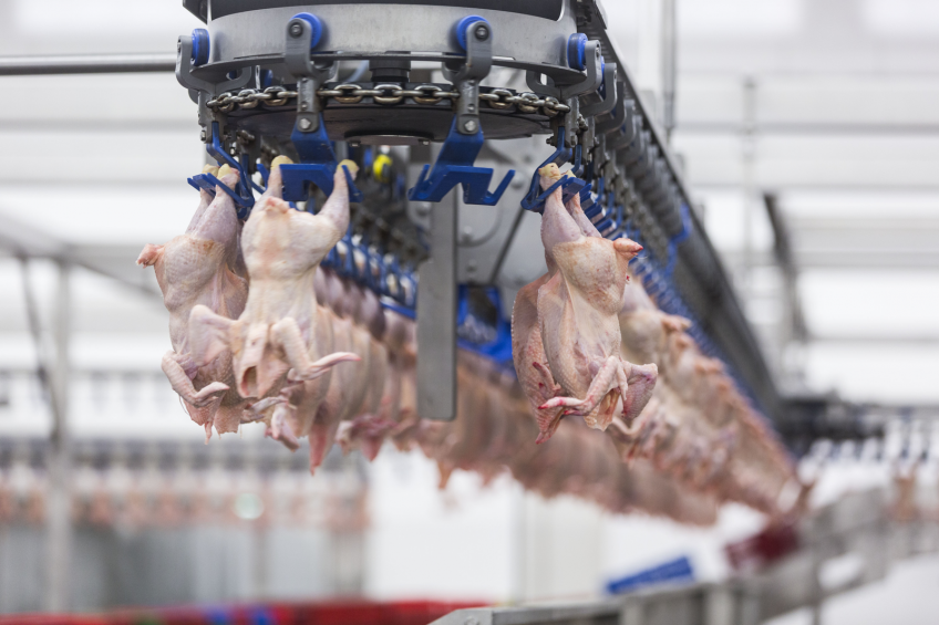 AI outbreak in Russia affects export of poultry