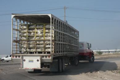 Adequate welfare for good quality and yield