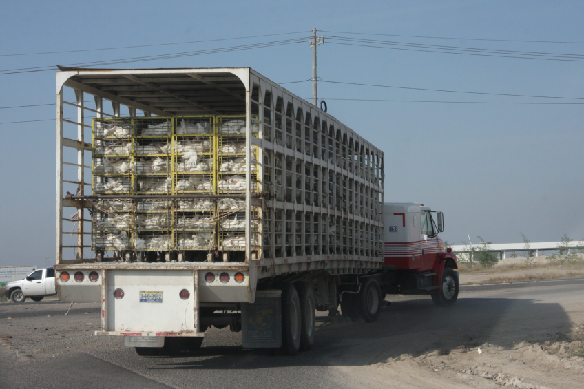 Adequate welfare for good quality and yield