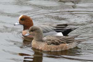 HPAI in Russian wild bird similar to European strain