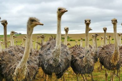 South Africa produces more than 65% of the world production of ostrich products. Photo: Pixabay