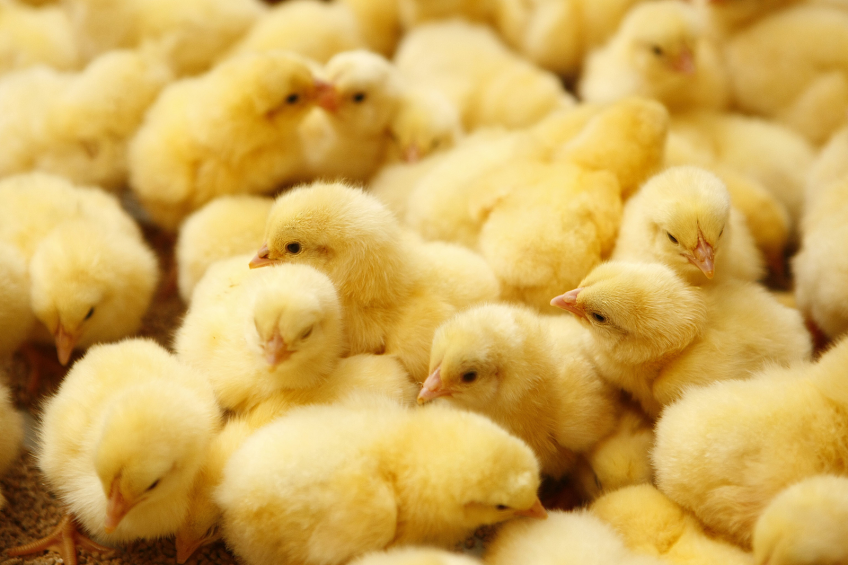 Study: Poultry at risk from leaky Marek s vaccination
