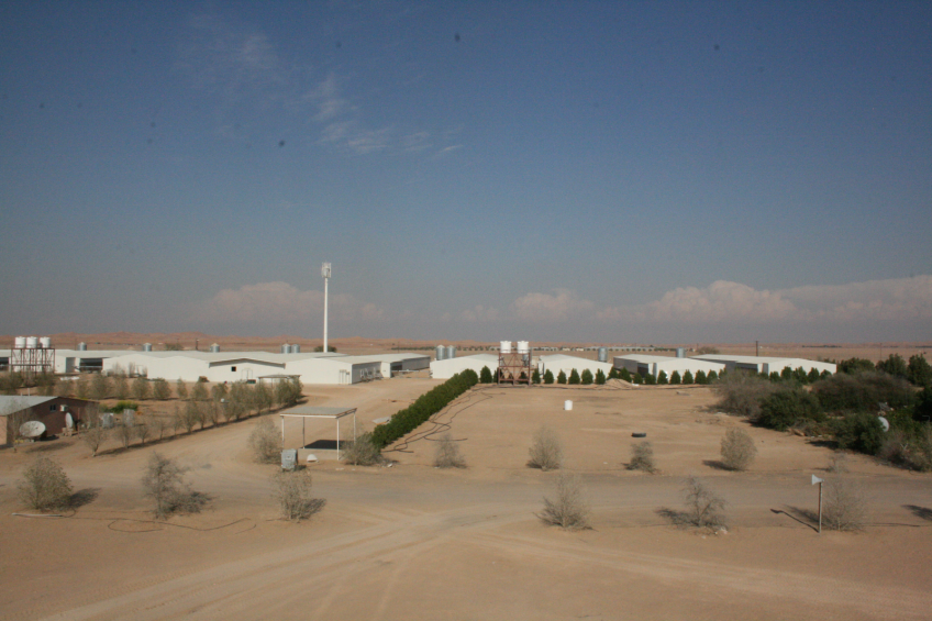 Egg production in the UAE – an inside view