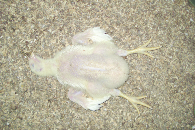 What has happened to this bird?