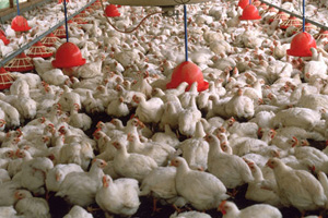 Pakistan s poultry products approved for Saudi market