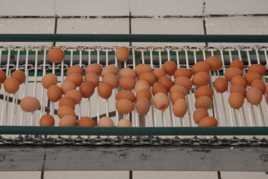 Keeping Salmonella Gallinarum out of layer farms