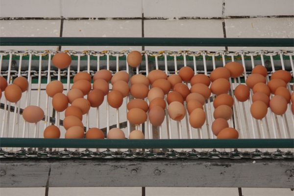 Keeping Salmonella Gallinarum out of layer farms