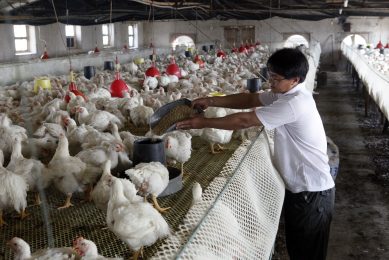 Climate and Campylobacter prevalence   is there a link? Photo: Henk Riswick