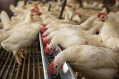 These Dekalb hens are the second test flock for which the feed has been supplemented with fly larvae. <em>Photo: Roel Dijkstra</em>