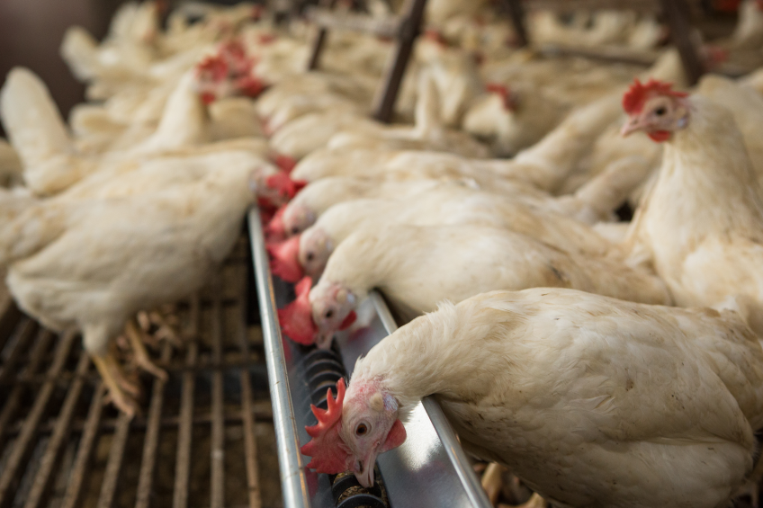 These Dekalb hens are the second test flock for which the feed has been supplemented with fly larvae. <em>Photo: Roel Dijkstra</em>