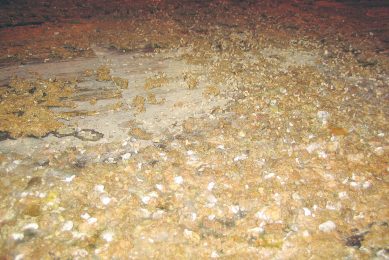 Many poultry droppings: What does it mean? Photo: Edward Mailyan