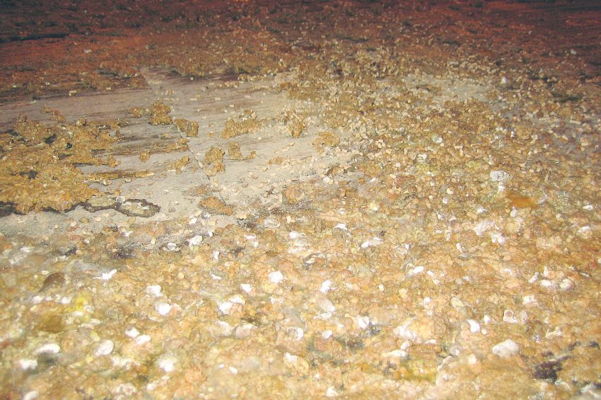 Many poultry droppings: What does it mean? Photo: Edward Mailyan