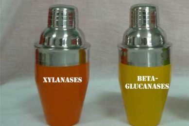 NSP Enzymes – Which One?
