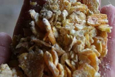 Cracked maize for broilers
