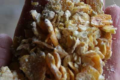 Cracked maize for broilers