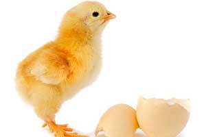 Sustainable disinfection is a breakthrough for hatcheries