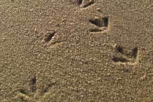 Nutrition and wet litter problems in poultry