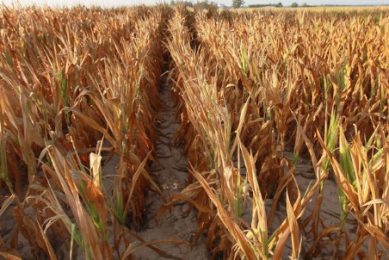 Drought continues to affect US livestock farmers