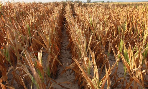 Drought continues to affect US livestock farmers
