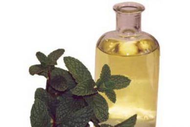 Research: Peppermint oil vs. virginiamycin in broilers