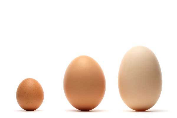 Controlling Egg Size