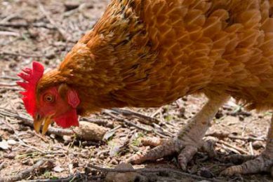 Salmonella control in feed