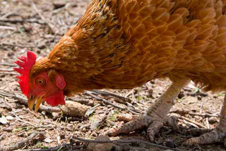 Salmonella control in feed