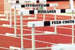 Challenges of the poultry industry