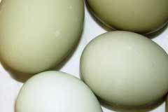 Green Eggs