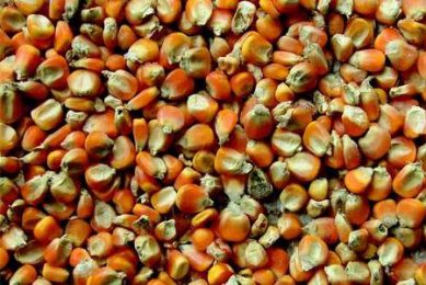 “Mycotoxins 2011”
