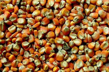 “Mycotoxins 2011”