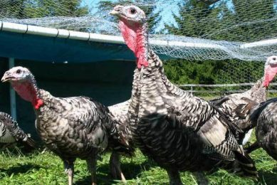 Belarus invests in large turkey complex