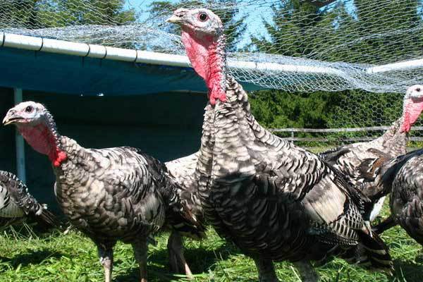 Belarus invests in large turkey complex
