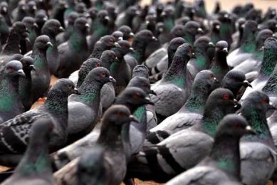 Newcastle disease found in Belgium