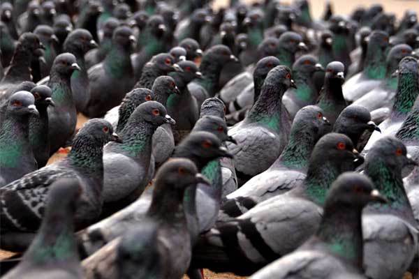 Newcastle disease found in Belgium