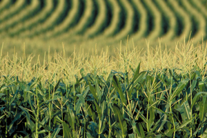 Report confirms further deterioration of US corn crop