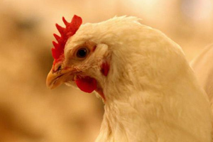 Antibiotic advertisements to be banned in the UK