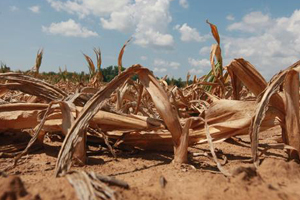 Drought slows global meat production growth