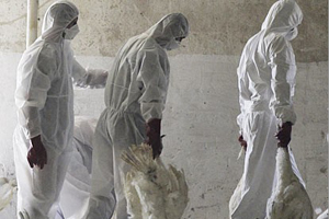 Hong Kong to stage Avian Influenza exercise
