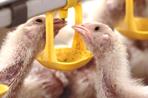 Enhancing poultry performance with nutritional supplements