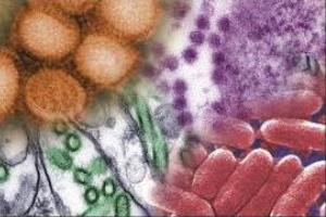 Avian influenza alert in Australia